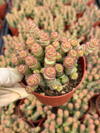 Crassula perforata 'String of Buttons' Live Succulent Plant – Easy-Care Trailing Houseplant