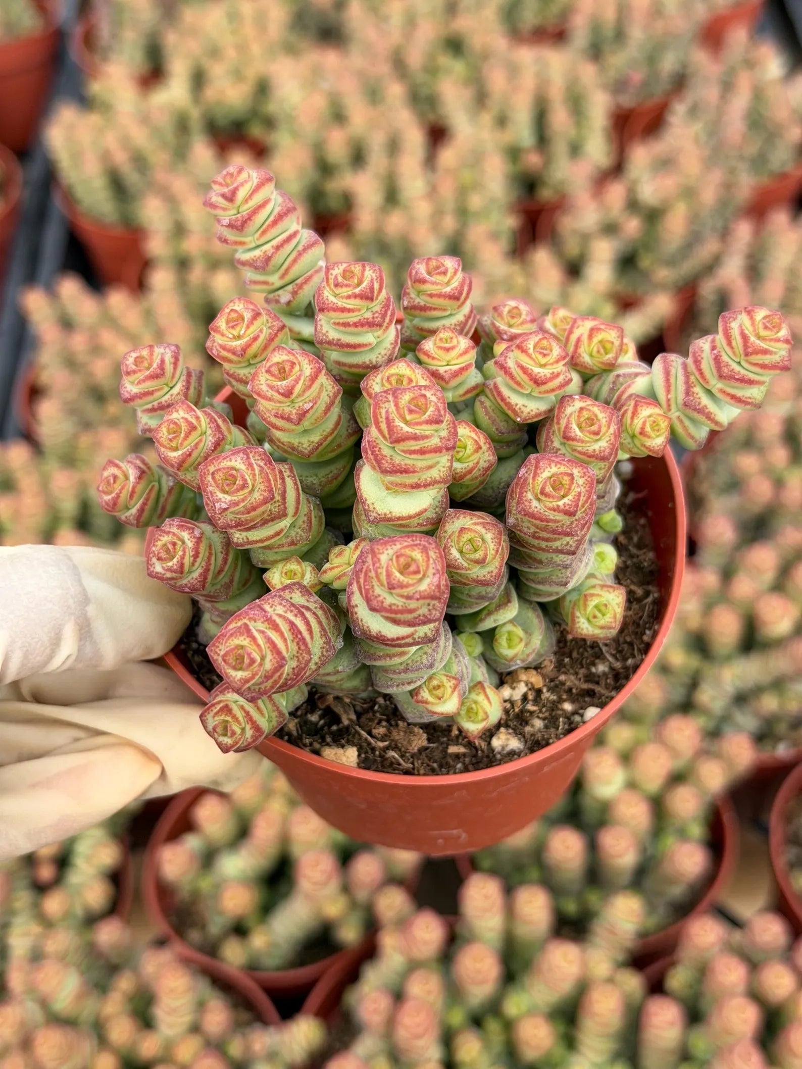 Crassula perforata 'String of Buttons' Live Succulent Plant – Easy-Care Trailing Houseplant