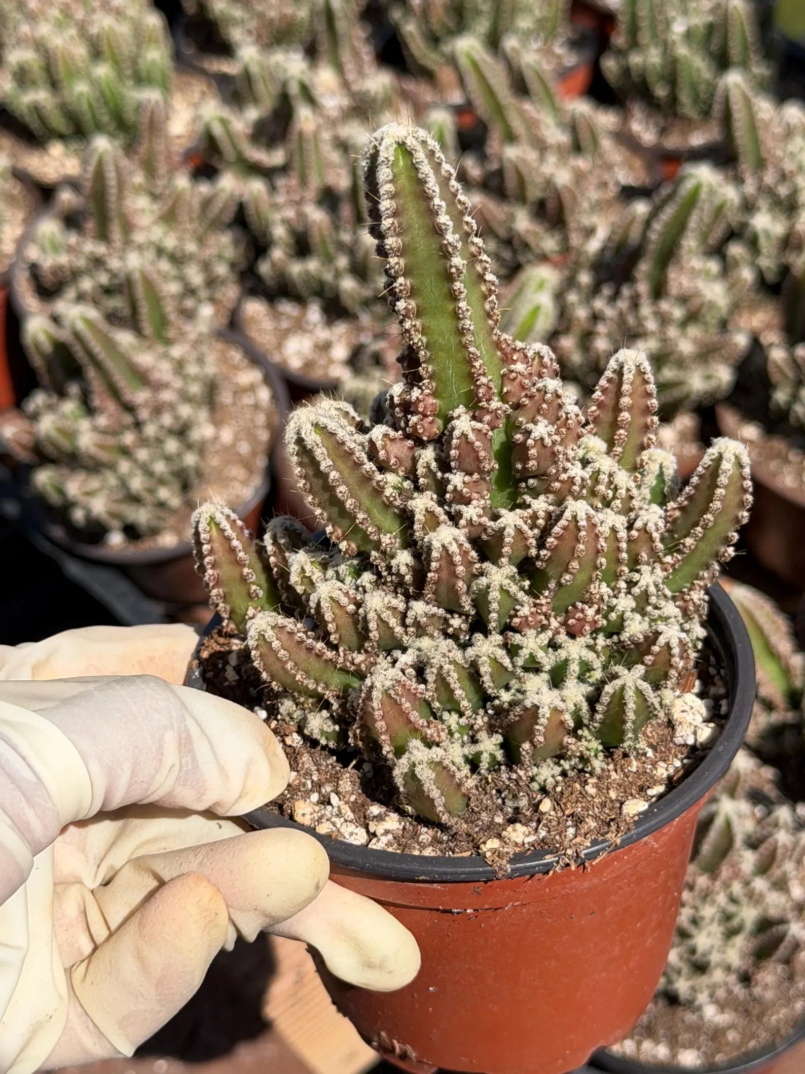 Sun-Stressed Fairy Castle Cactus | Live Cactus Plant | Rare Collector Succulent