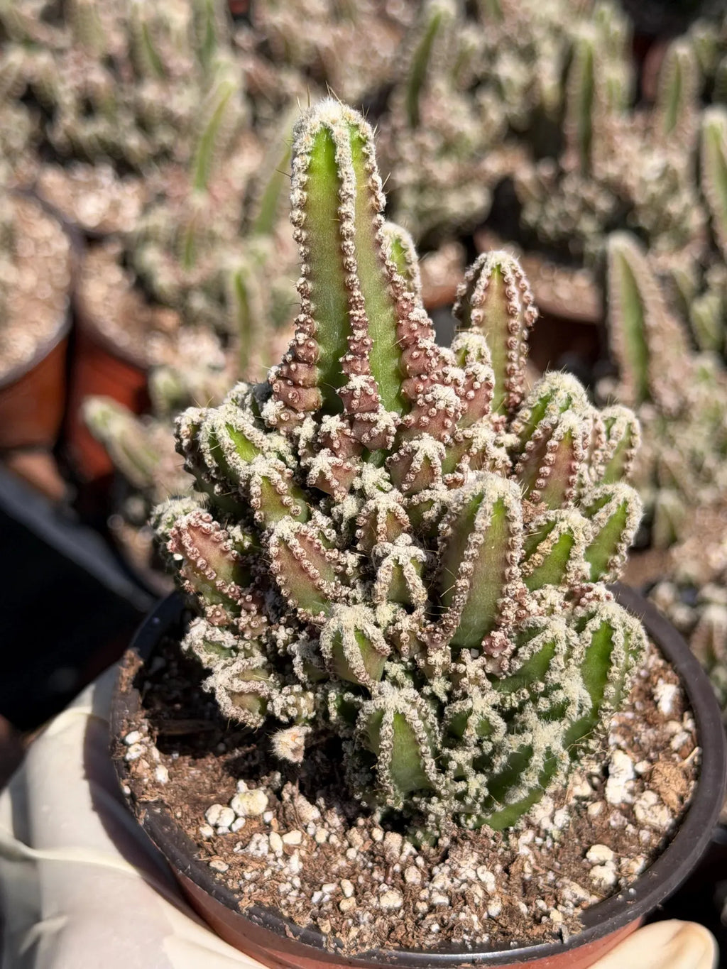 Sun-Stressed Fairy Castle Cactus | Live Cactus Plant | Rare Collector Succulent