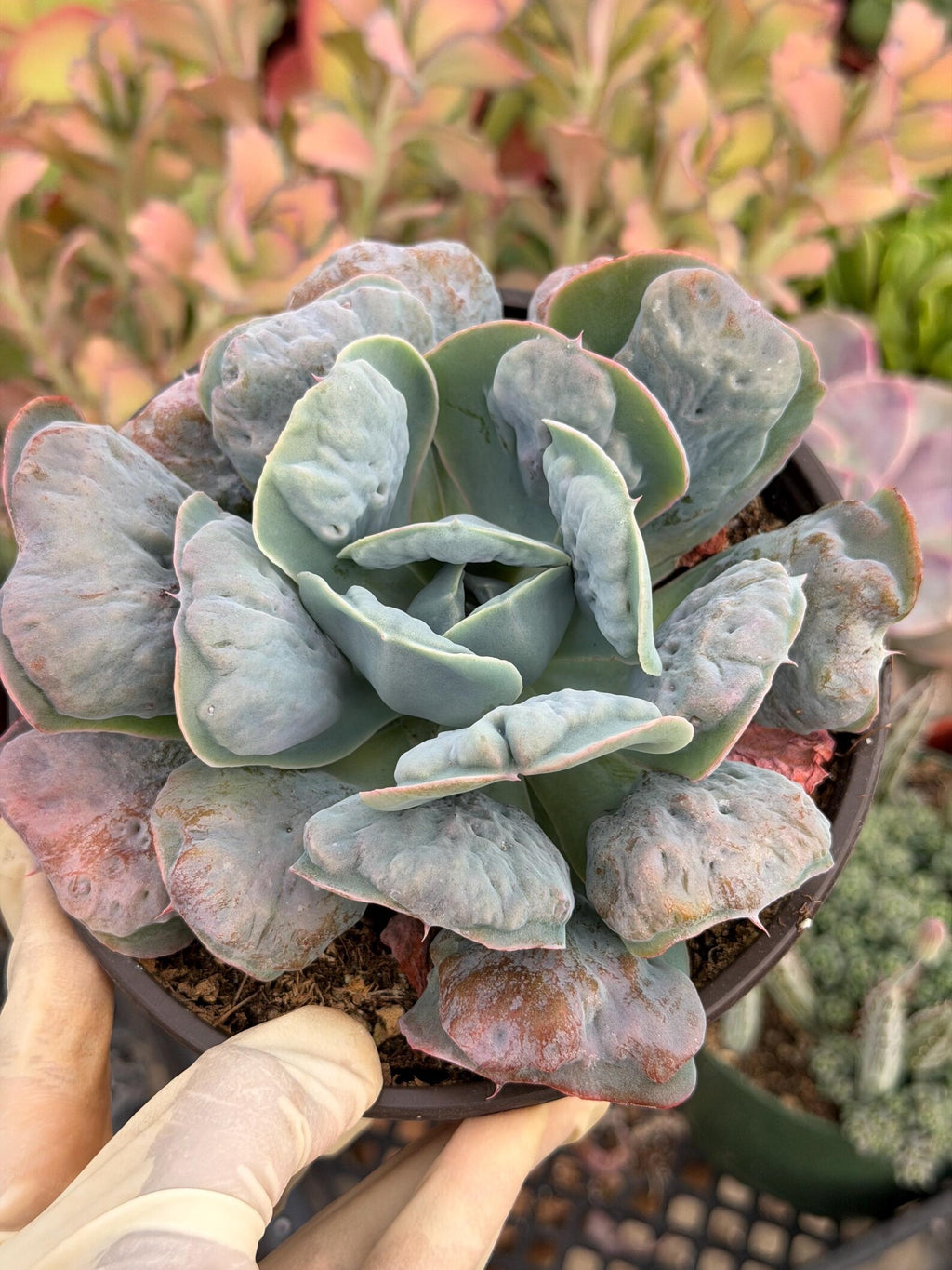 6” Echeveria Heart Delight Live Succulent