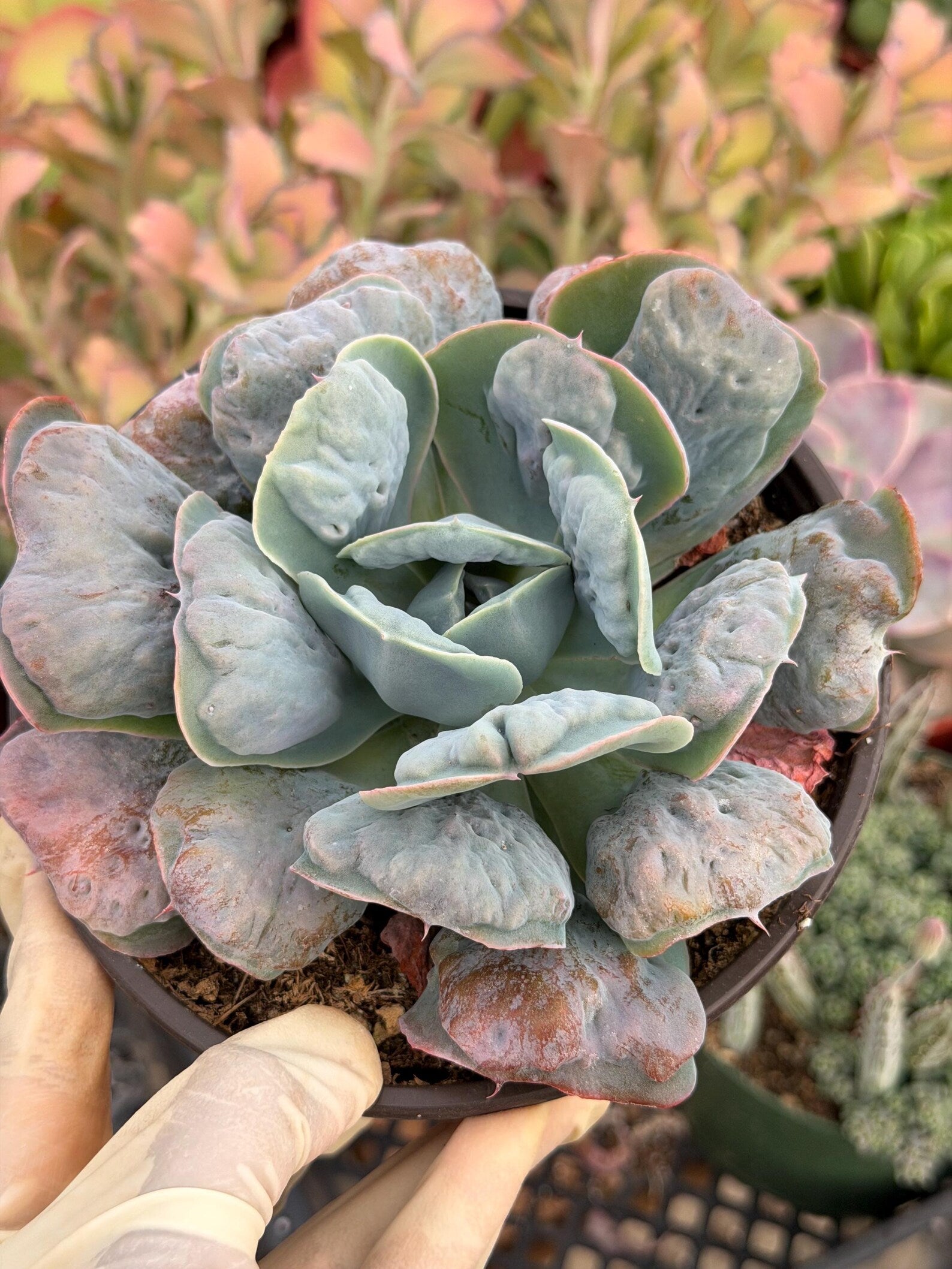 6” Echeveria Heart Delight Live Succulent