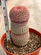 6” Rainbow Cactus | Seed Grown Rare Live Cactus Plant | Pink Colorful Cactus