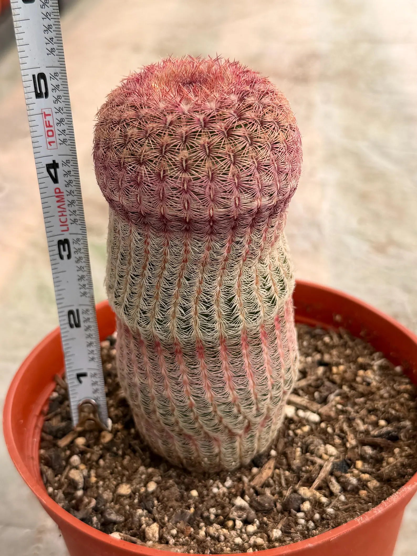 6” Rainbow Cactus | Seed Grown Rare Live Cactus Plant | Pink Colorful Cactus