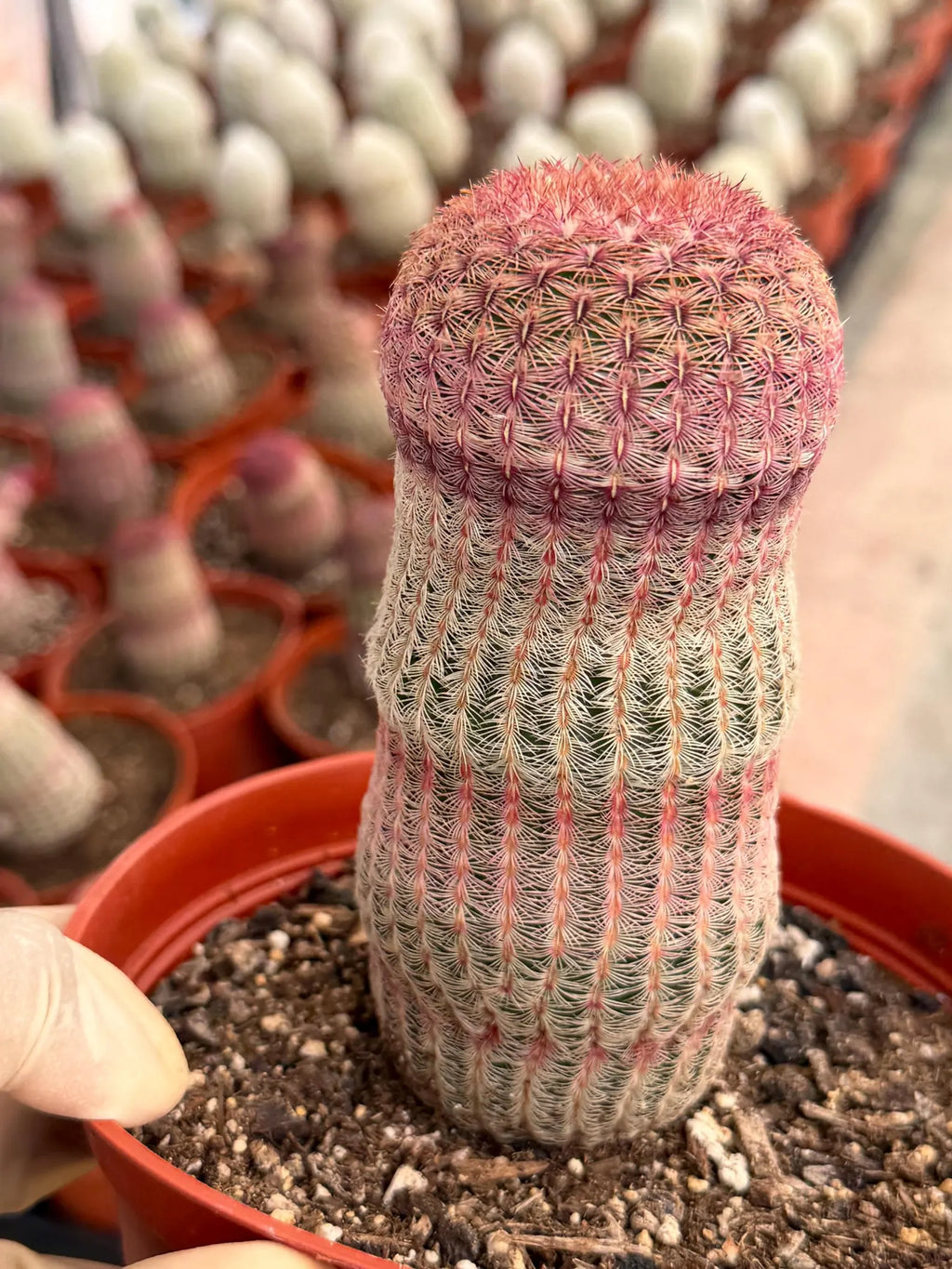 6” Rainbow Cactus | Seed Grown Rare Live Cactus Plant | Pink Colorful Cactus
