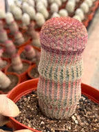 6” Rainbow Cactus | Seed Grown Rare Live Cactus Plant | Pink Colorful Cactus