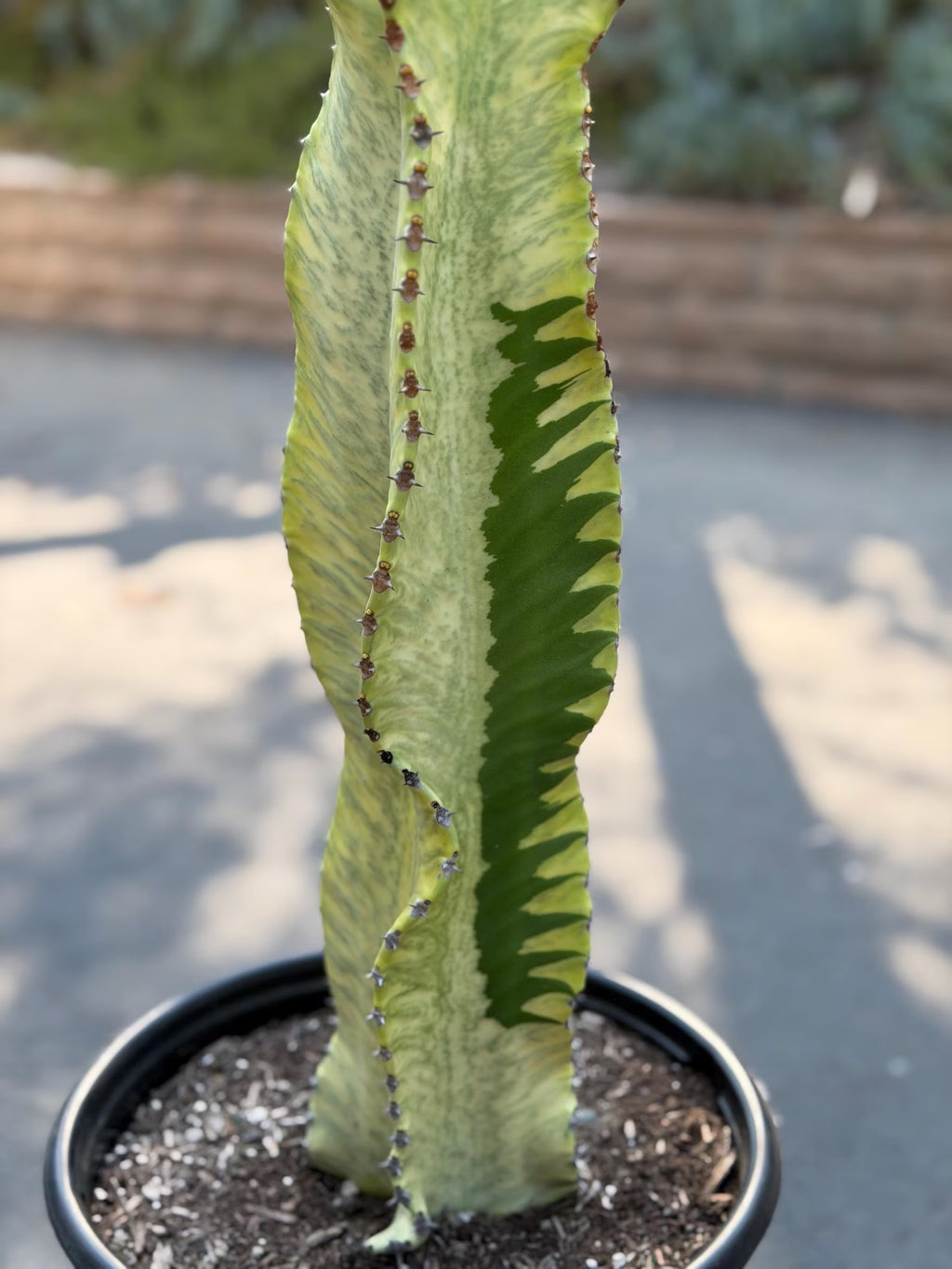Euphorbia Ammak Green Variegated | Rare Live Succulent Plant