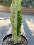 Variegated Euphorbia Ammak | Rare Columnar Succulent