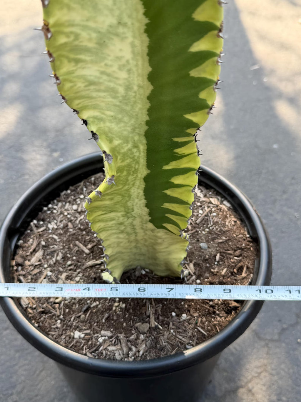 Euphorbia Ammak Green Variegated | Rare Live Succulent Plant