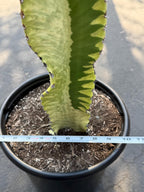 Euphorbia Ammak Green Variegated | Rare Live Succulent Plant