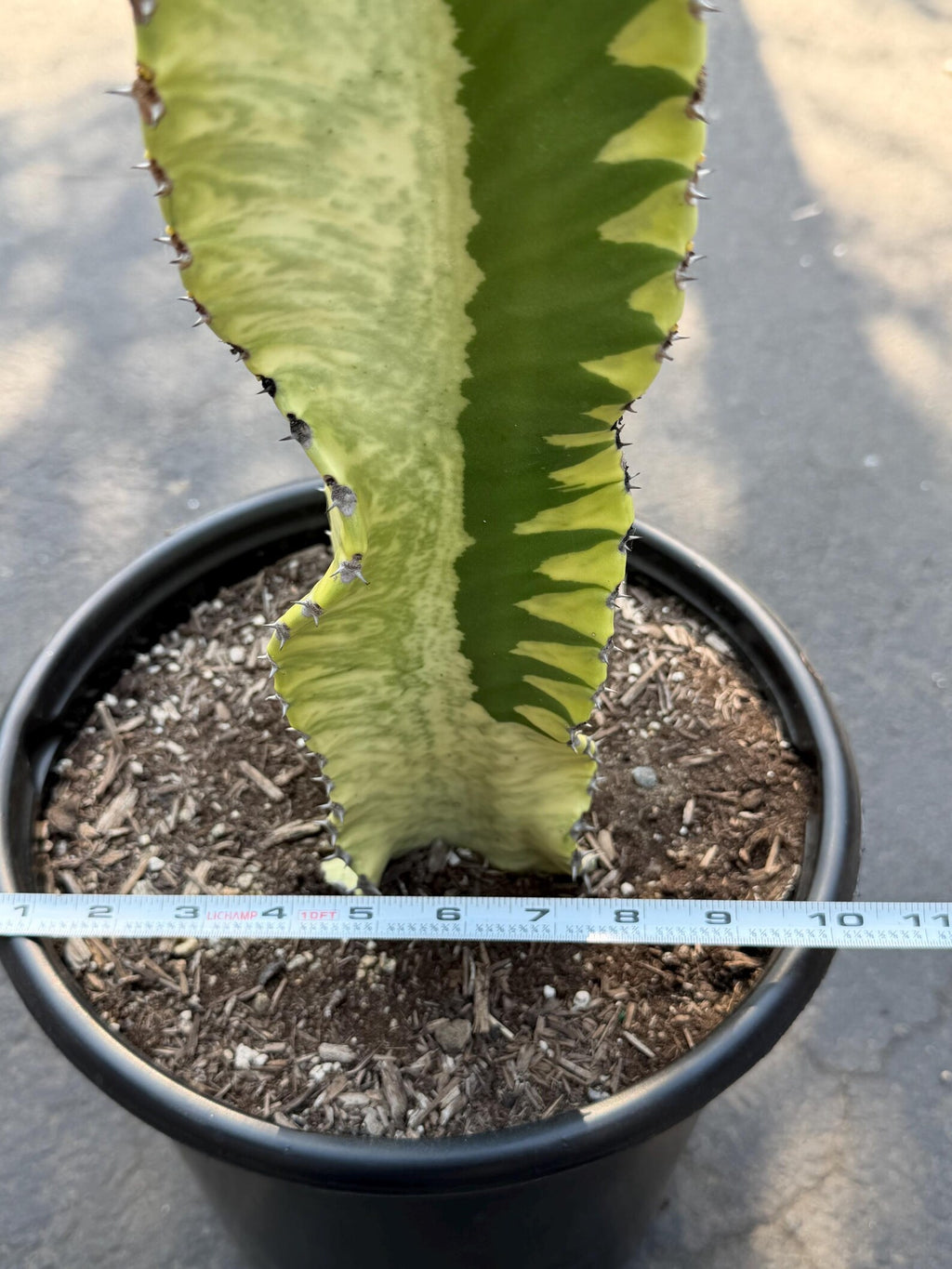 Variegated Euphorbia Ammak | Rare Columnar Succulent