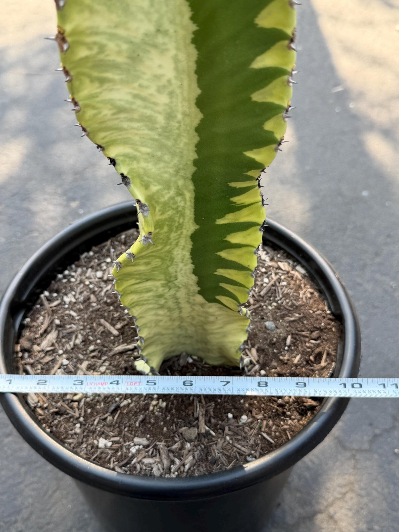 Variegated Euphorbia Ammak | Rare Columnar Succulent