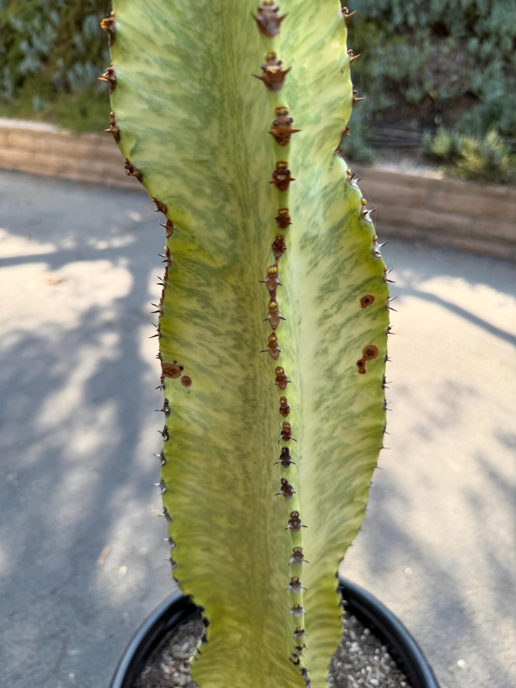 Euphorbia Ammak Green Variegated | Rare Live Succulent Plant