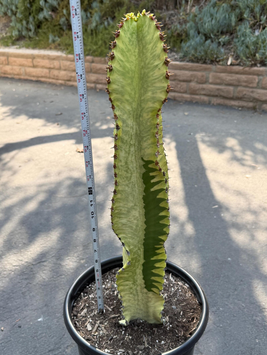 Euphorbia Ammak Green Variegated | Rare Live Succulent Plant