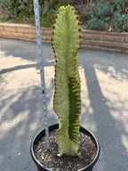 Euphorbia Ammak Green Variegated | Rare Live Succulent Plant