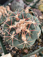 Thelocactus lloydii | Rare Seed-Grown Live Cactus | Collector Plant