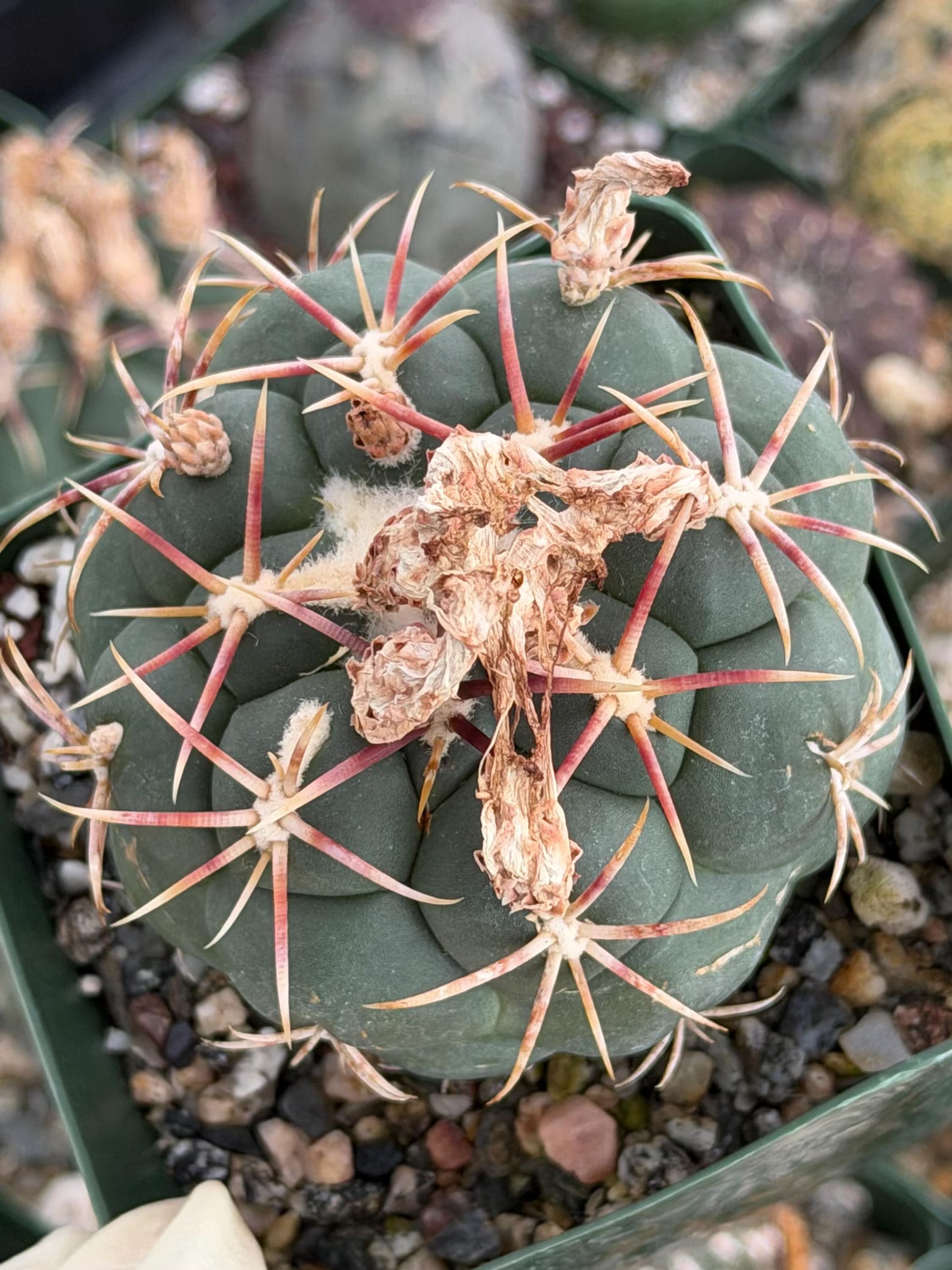 Thelocactus lloydii | Rare Seed-Grown Live Cactus | Collector Plant