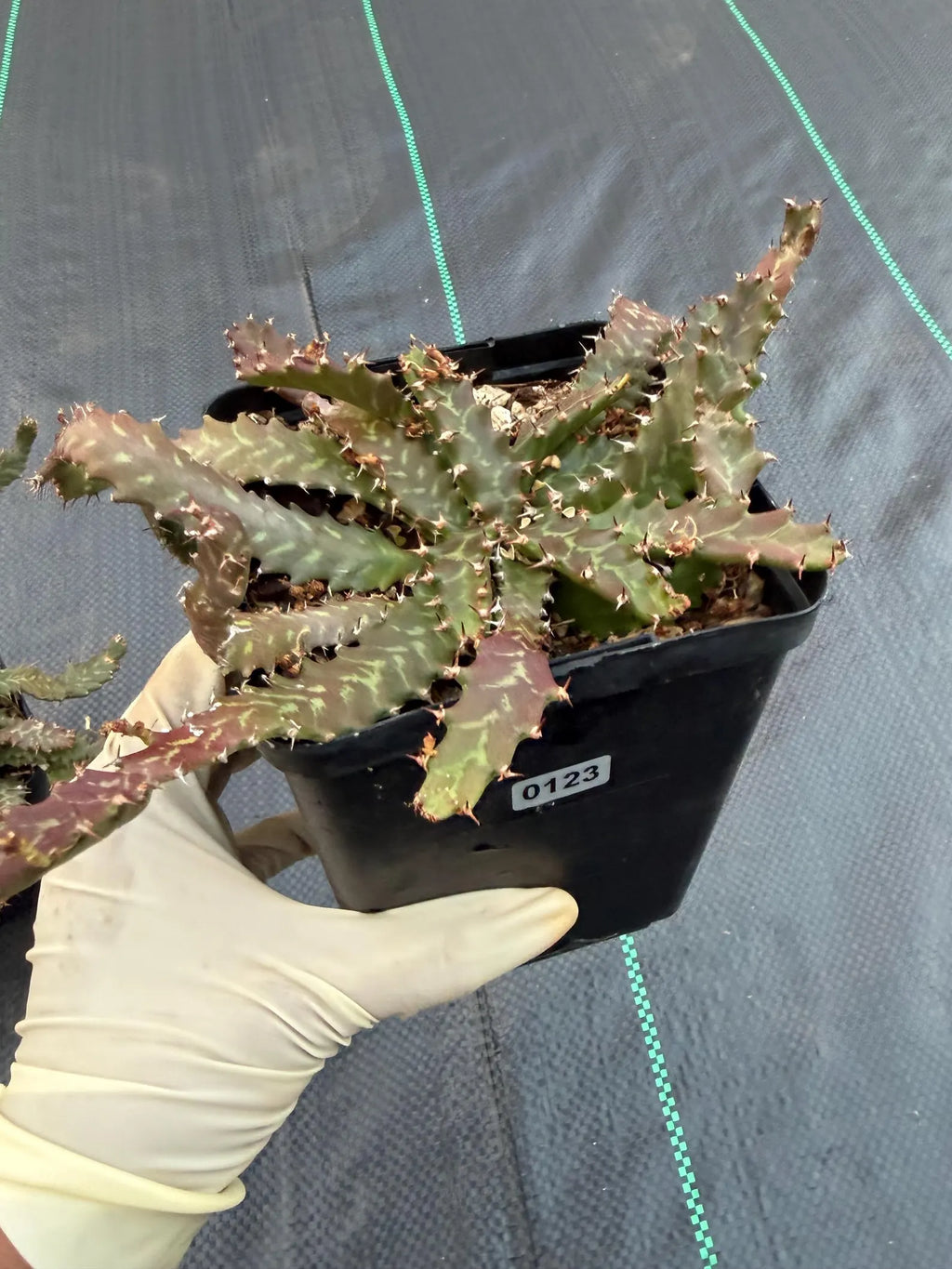 Euphorbia Stellata Seed Grown #123