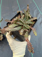 Euphorbia Stellata Seed Grown #123