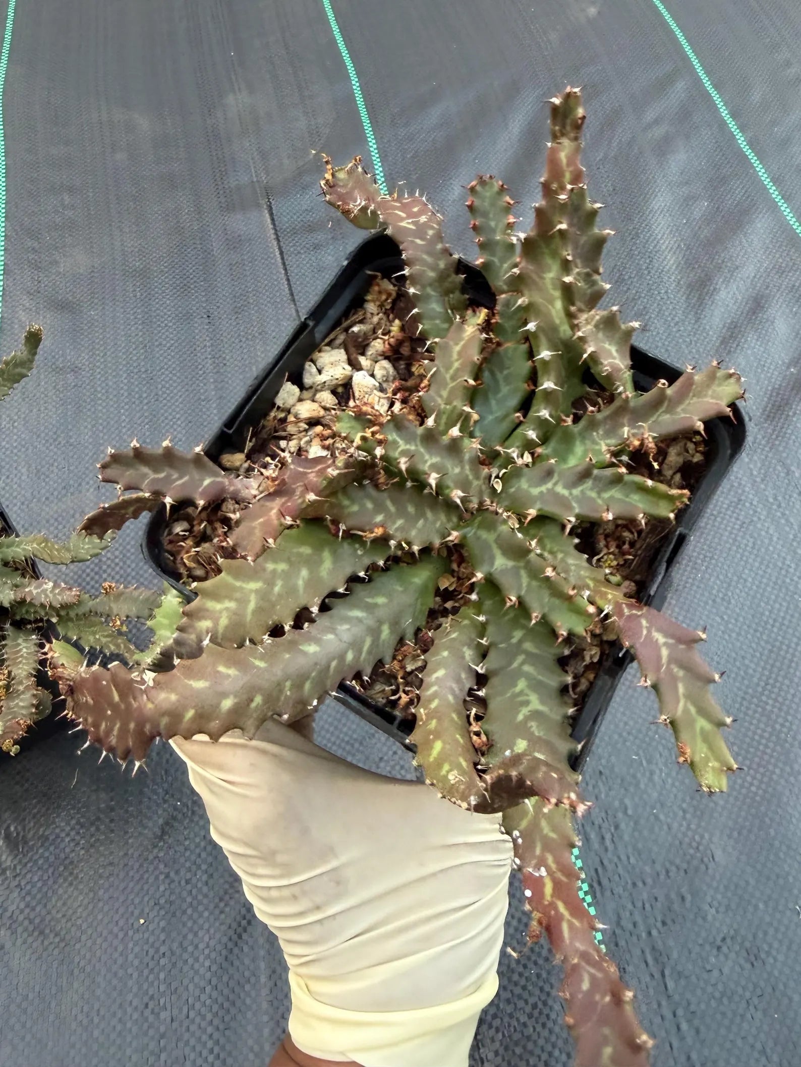 Euphorbia Stellata Seed Grown #123