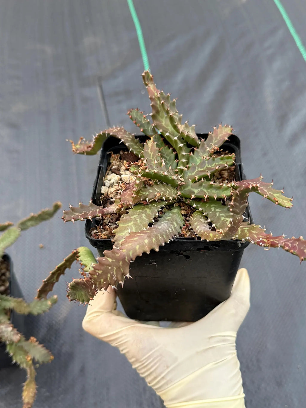 Euphorbia Stellata Seed Grown #123