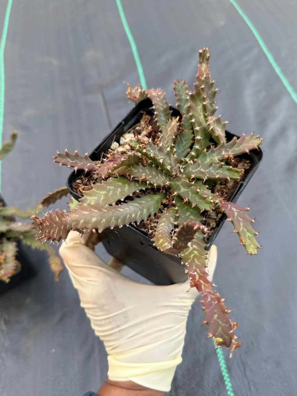 Euphorbia Stellata Seed Grown #123