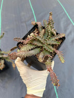 Euphorbia Stellata Seed Grown #123