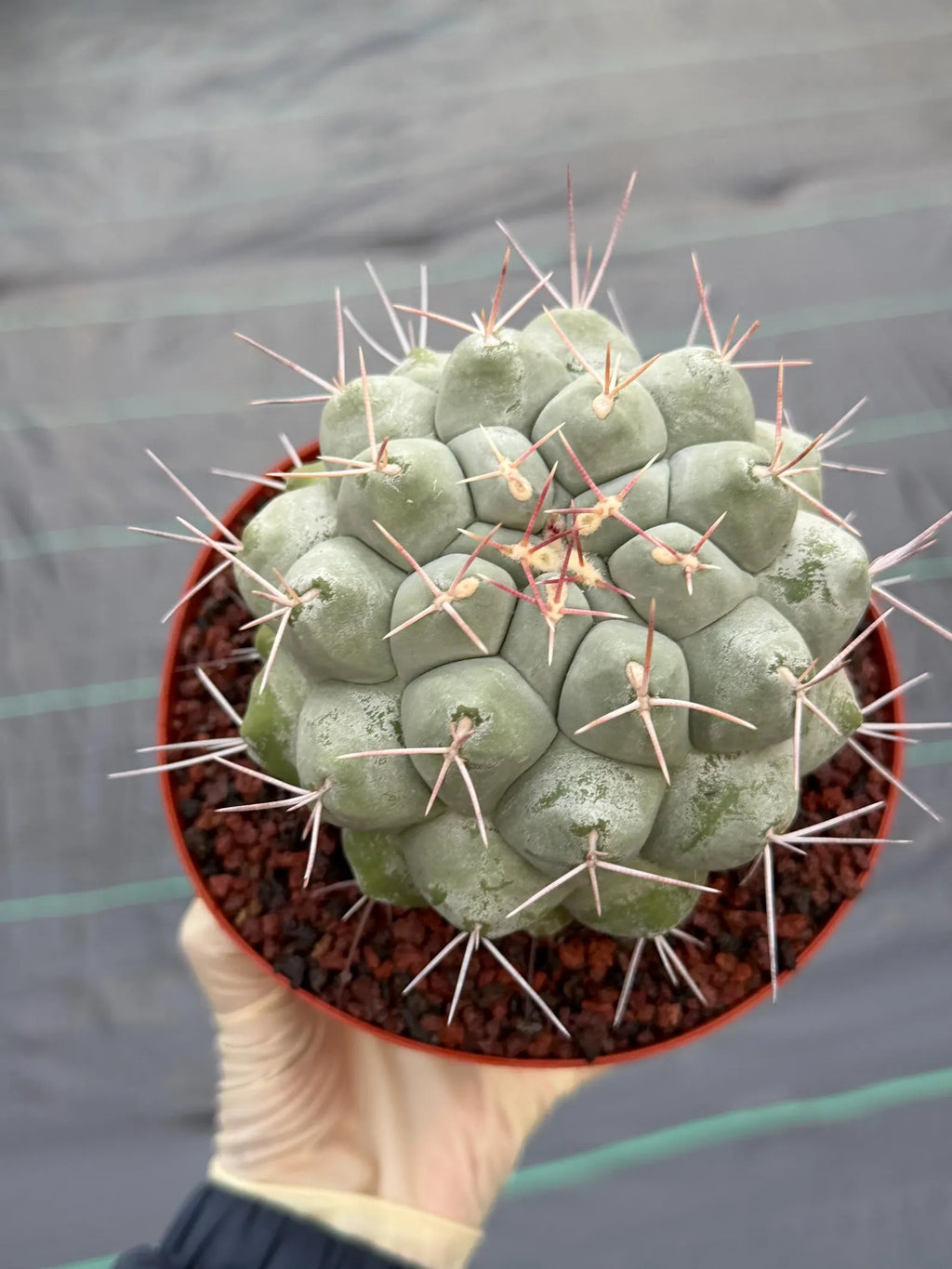 Rare Thelocactus Hexaedrophorus #44