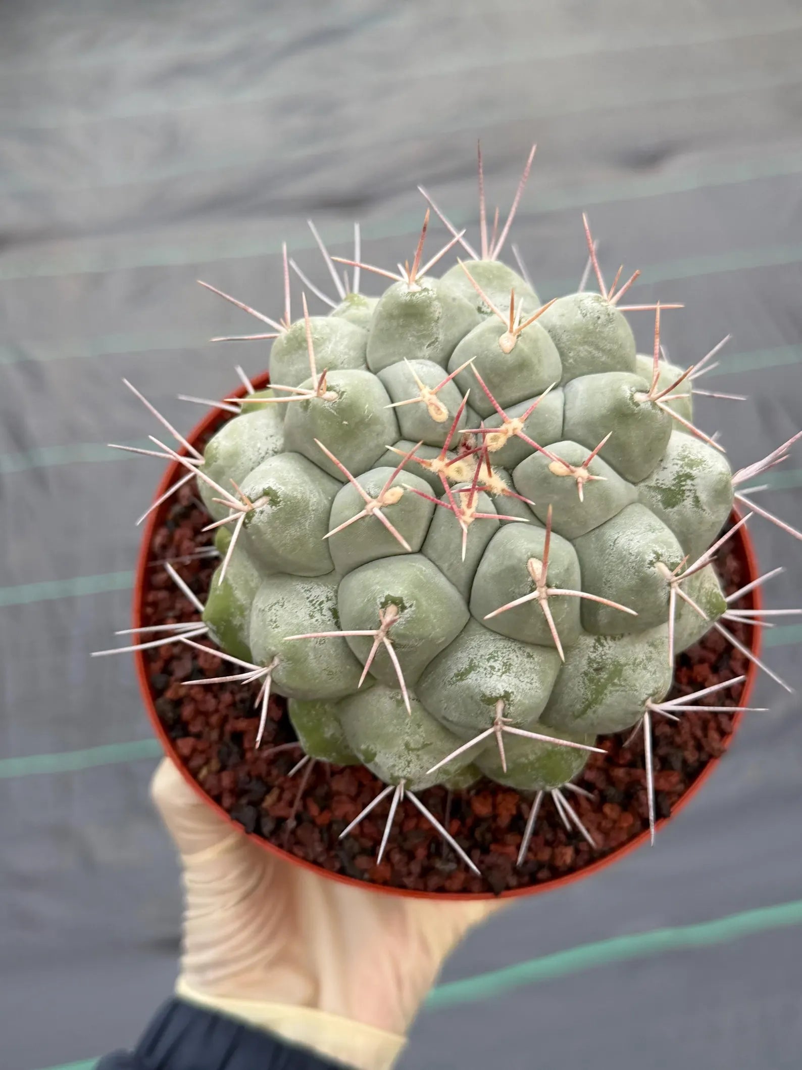 Rare Thelocactus Hexaedrophorus #44