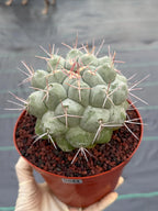 Rare Thelocactus Hexaedrophorus #44