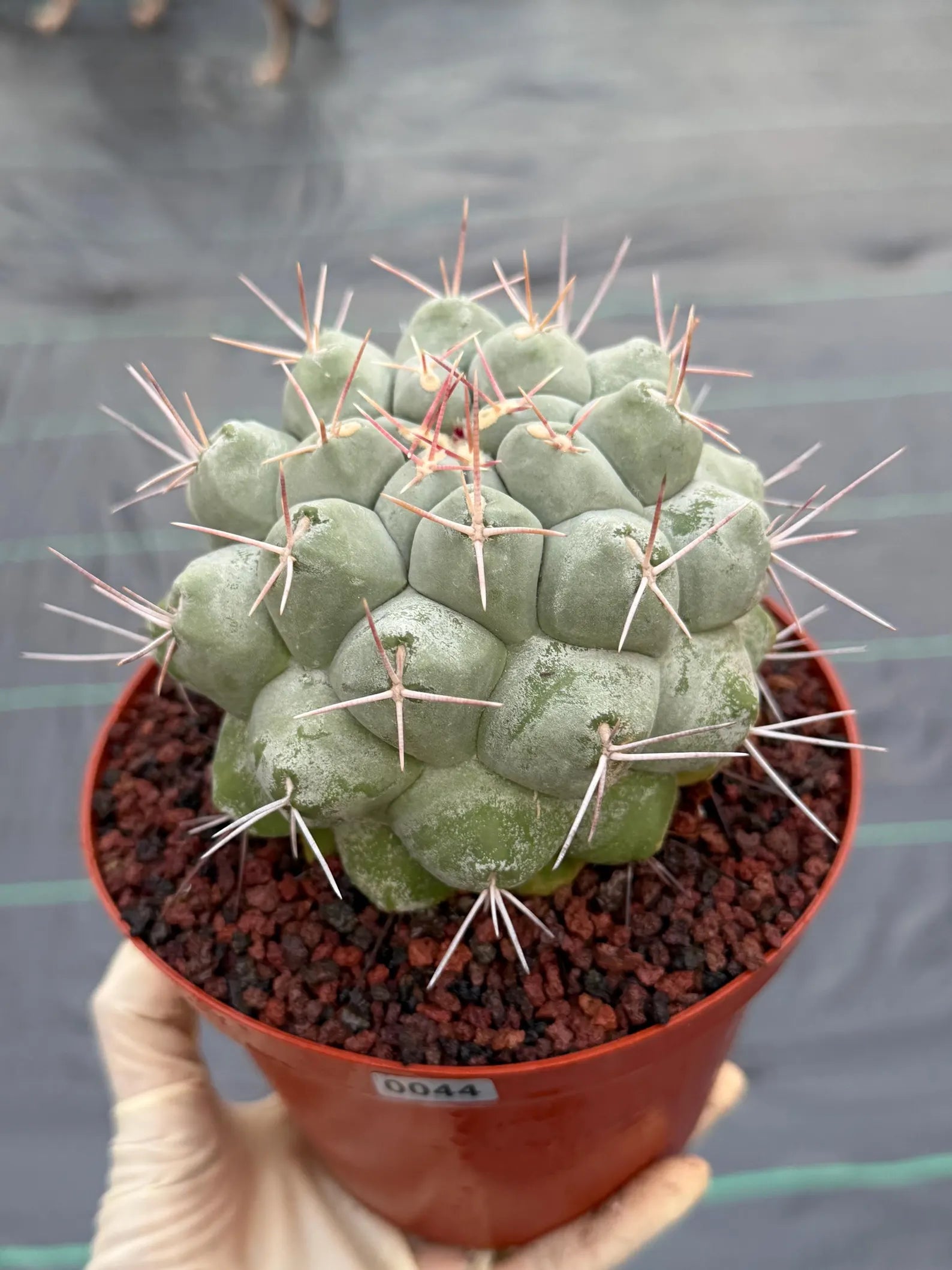 Rare Thelocactus Hexaedrophorus #44