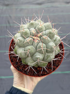 Rare Thelocactus Hexaedrophorus #44