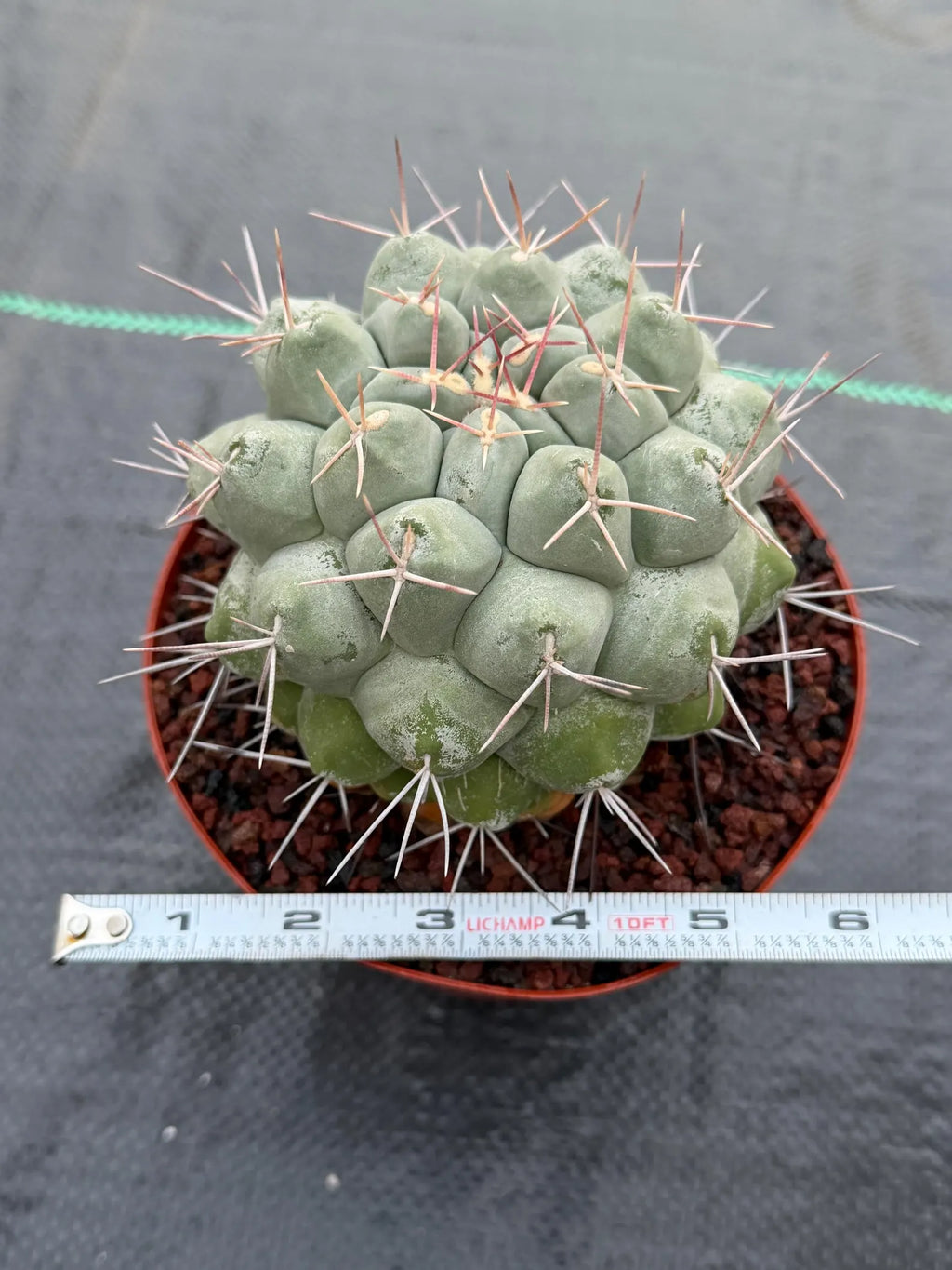 Rare Thelocactus Hexaedrophorus #44