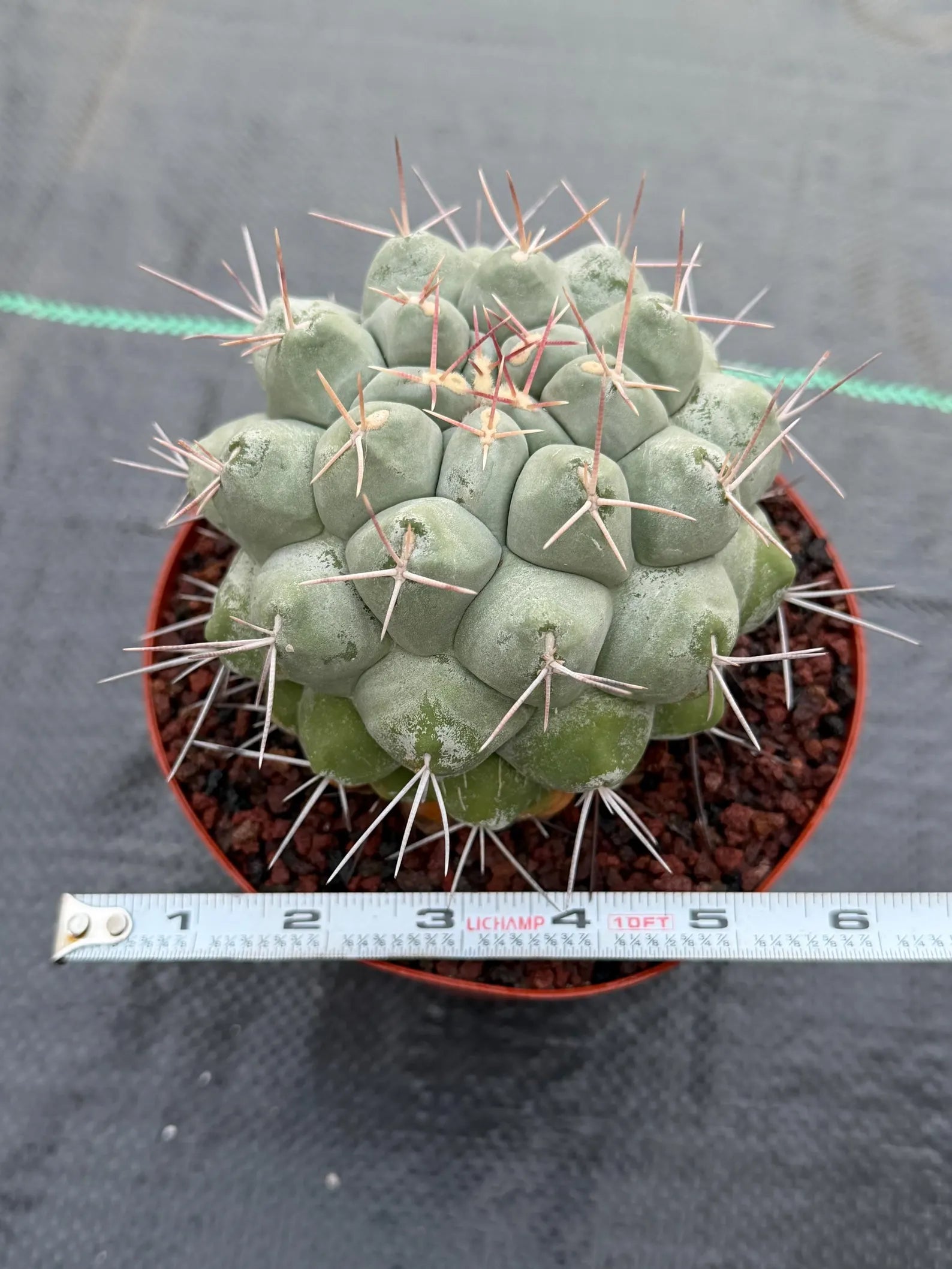 Rare Thelocactus Hexaedrophorus #44