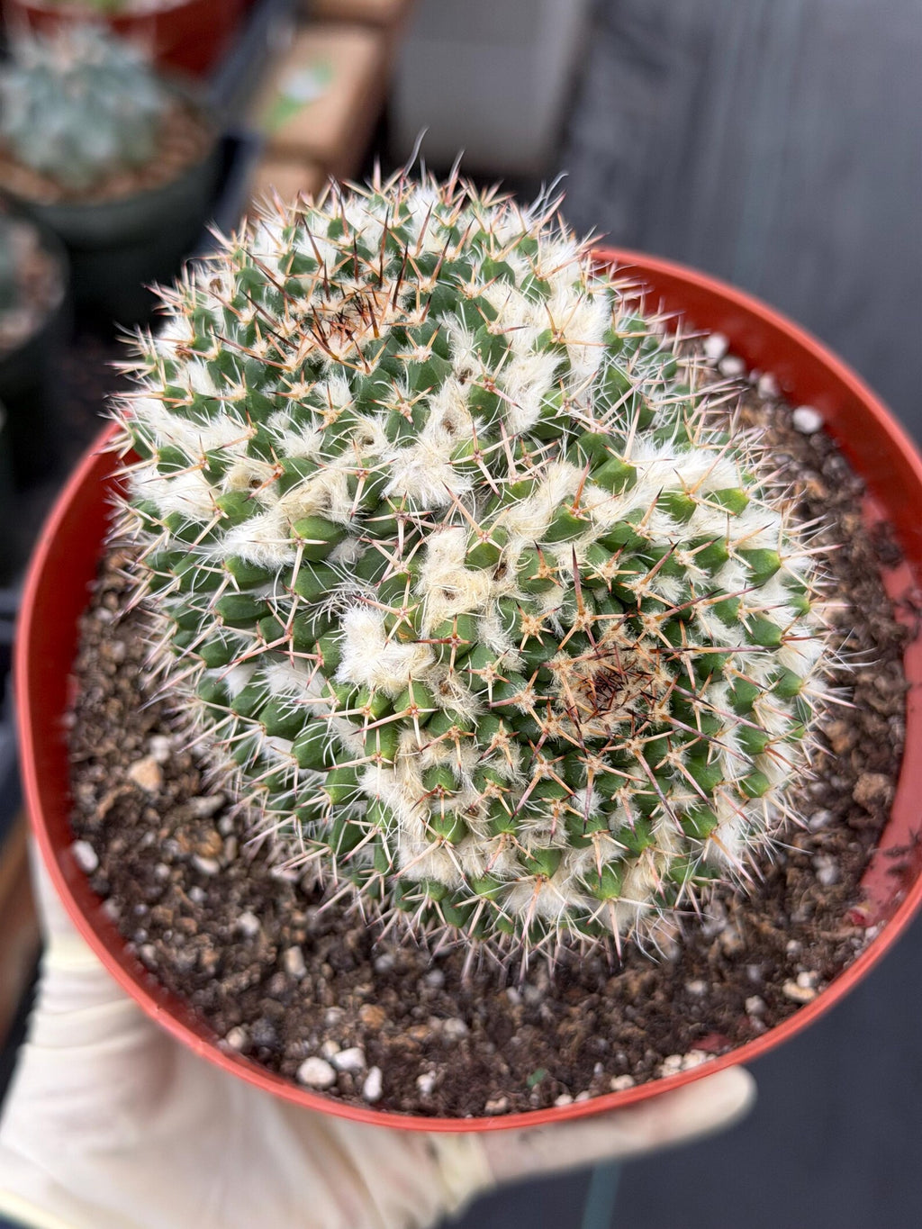 Large Mammillaria Owl Eyes Cactus #597 | Rare Live Cactus Plant