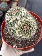 Large Mammillaria Owl Eyes Cactus #597 | Rare Live Cactus Plant