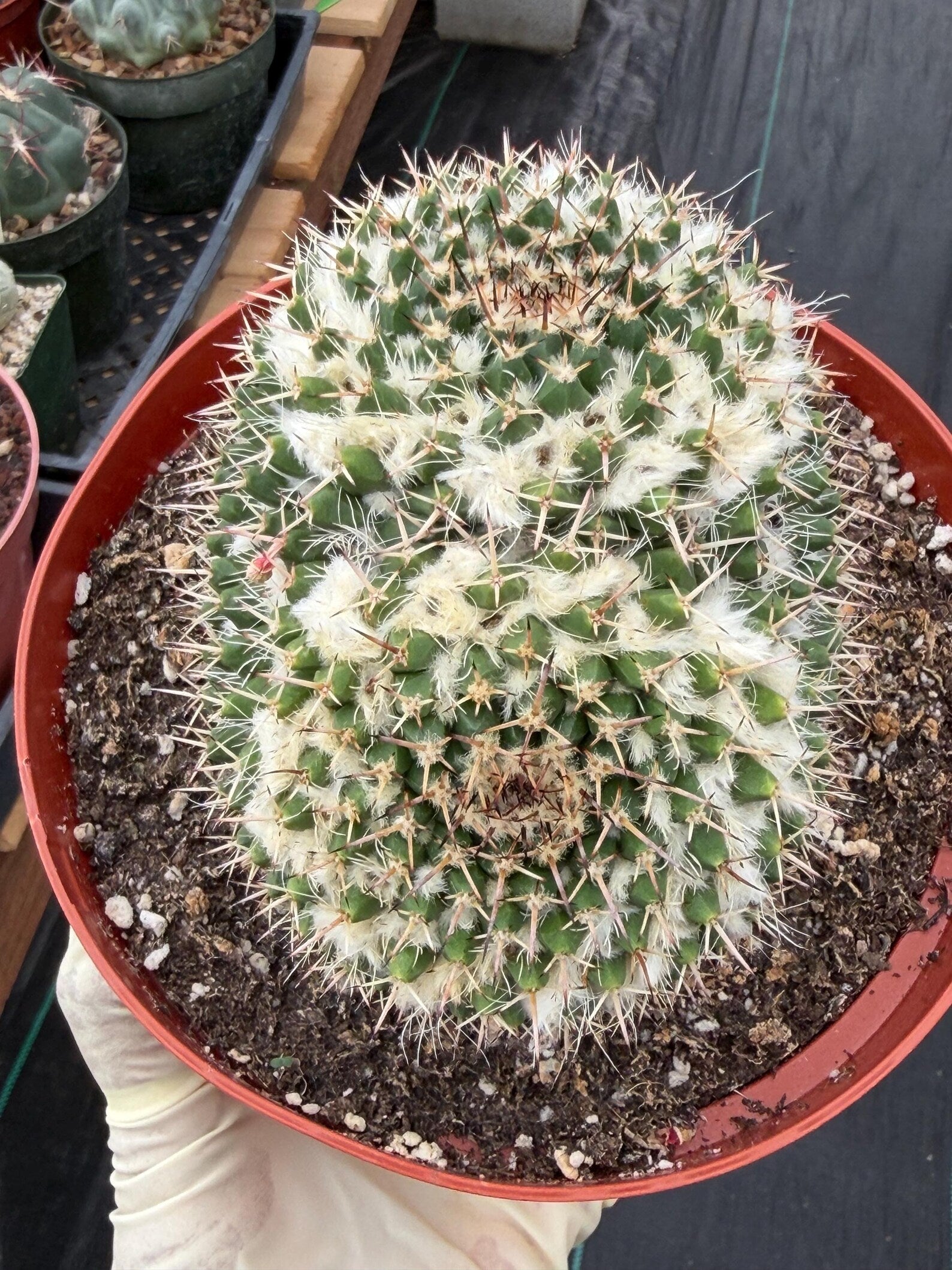 Large Mammillaria Owl Eyes Cactus #597 | Rare Live Cactus Plant