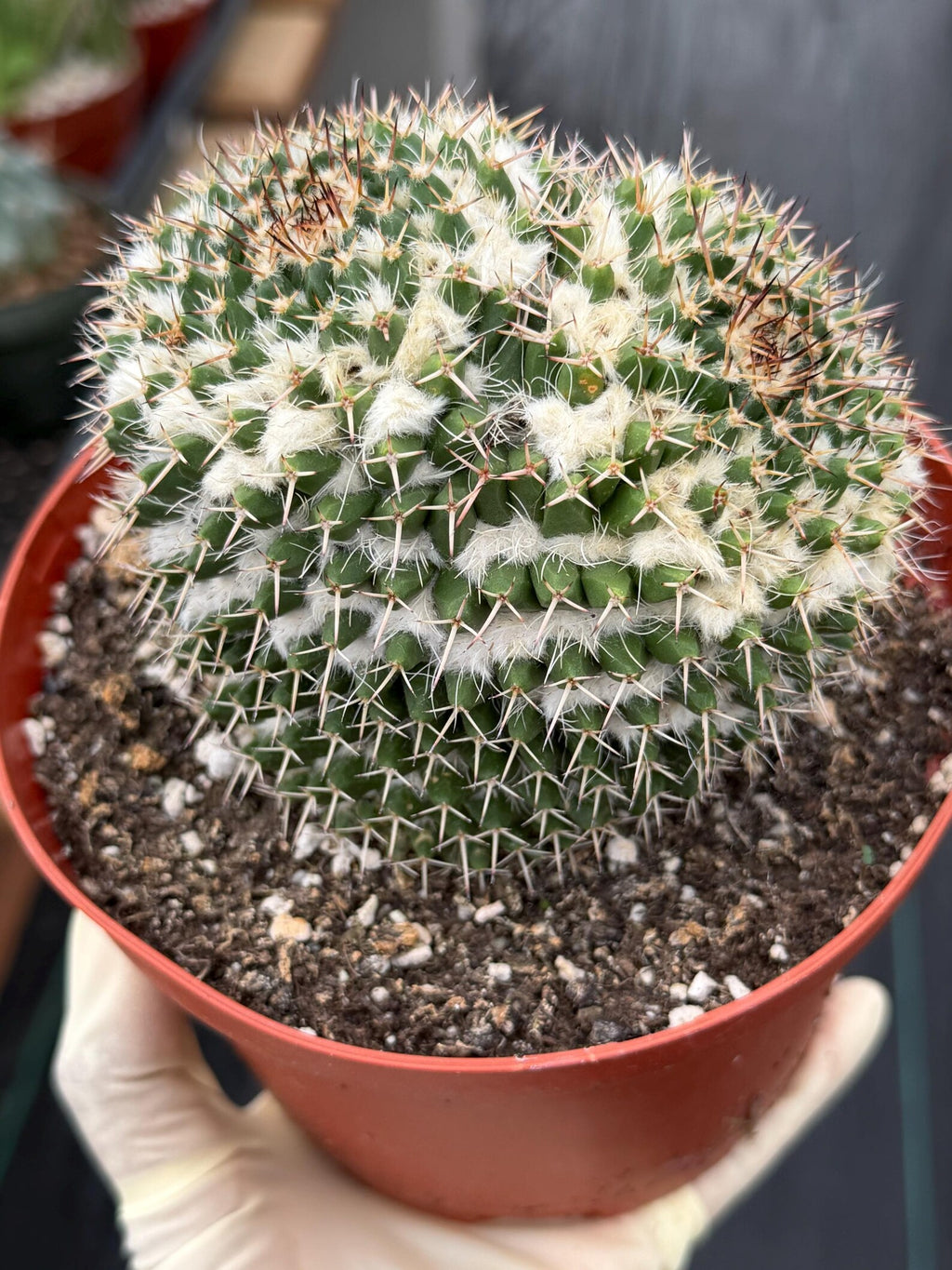Large Mammillaria Owl Eyes Cactus #597 | Rare Live Cactus Plant