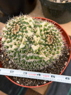Large Mammillaria Owl Eyes Cactus #597 | Rare Live Cactus Plant