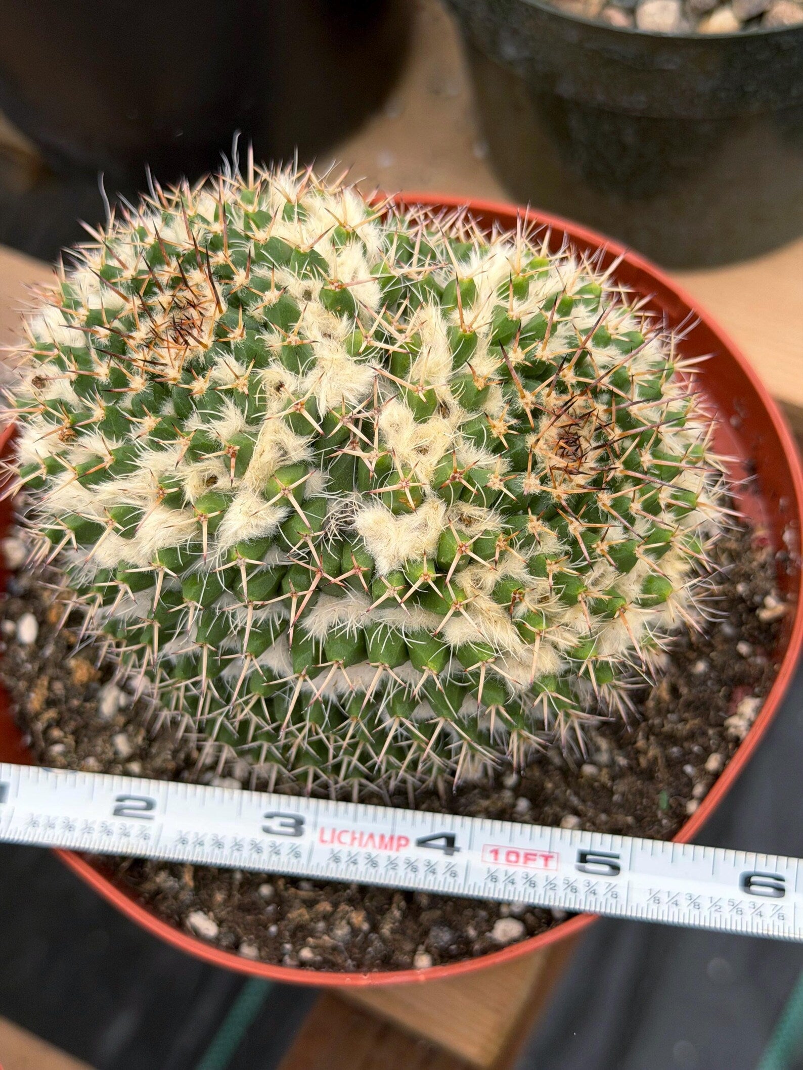 Large Mammillaria Owl Eyes Cactus #597 | Rare Live Cactus Plant