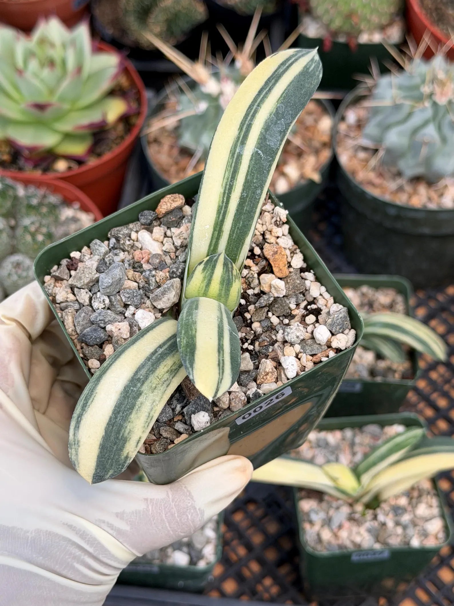 Rare Variegated Haworthia Succulent | Live Collector Plant #26
