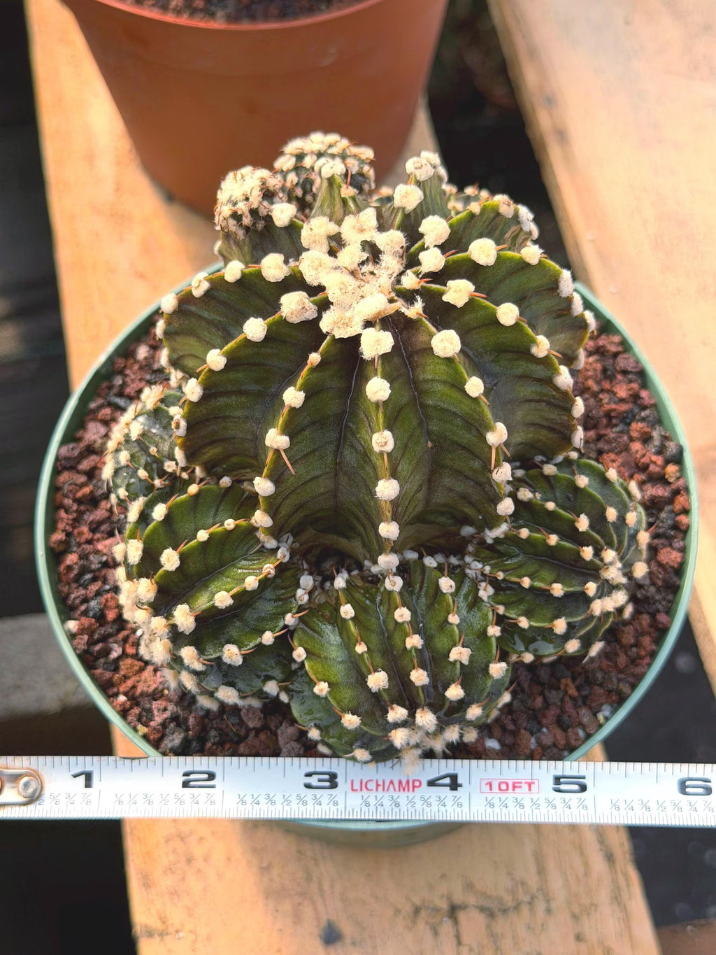 Gymnocalycium LB2178 Hybrid with pups | Rare Live Cactus | Live Plant