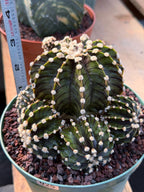 Gymnocalycium LB2178 Hybrid with pups | Rare Live Cactus | Live Plant
