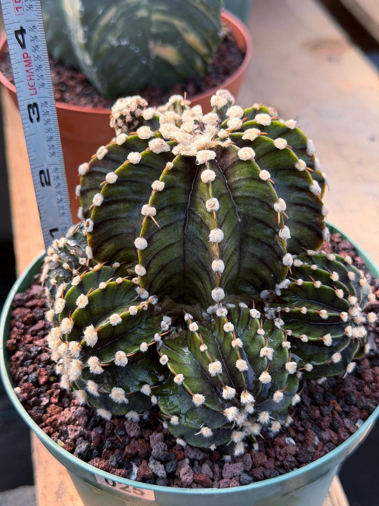 Gymnocalycium LB2178 Hybrid with pups | Rare Live Cactus | Live Plant
