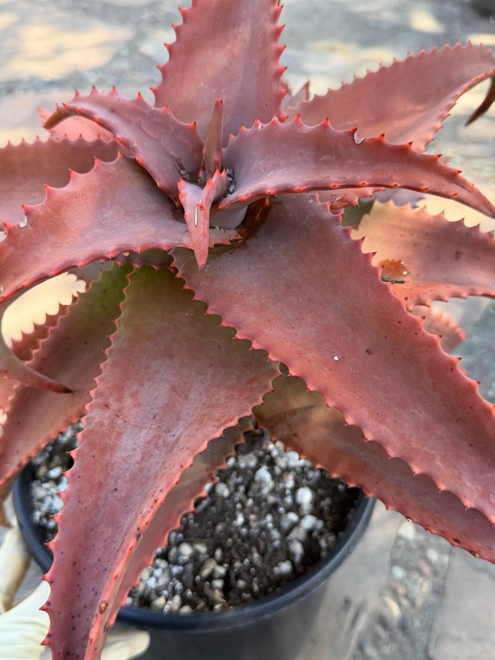 Aloe Elgonica Large | Specimen Succulent Plant | Tree Plant