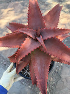 Aloe Elgonica Large | Specimen Succulent Plant | Tree Plant