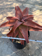 Aloe Elgonica Large | Specimen Succulent Plant | Tree Plant