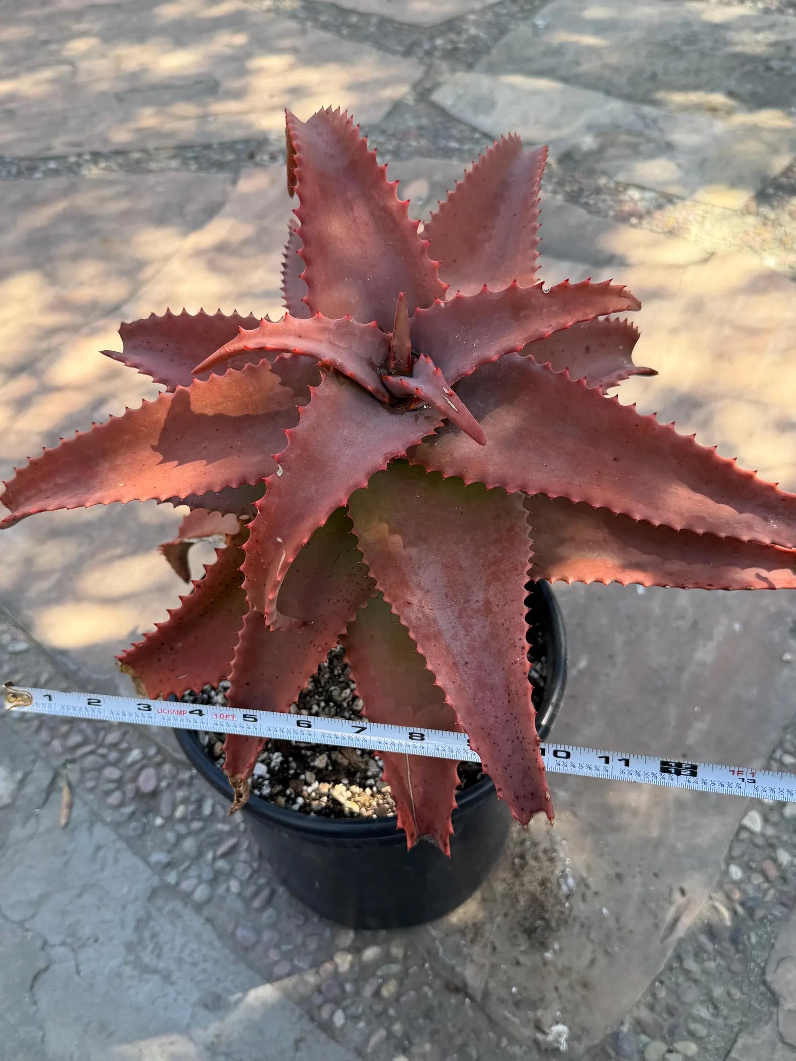 Aloe Elgonica Large | Specimen Succulent Plant | Tree Plant