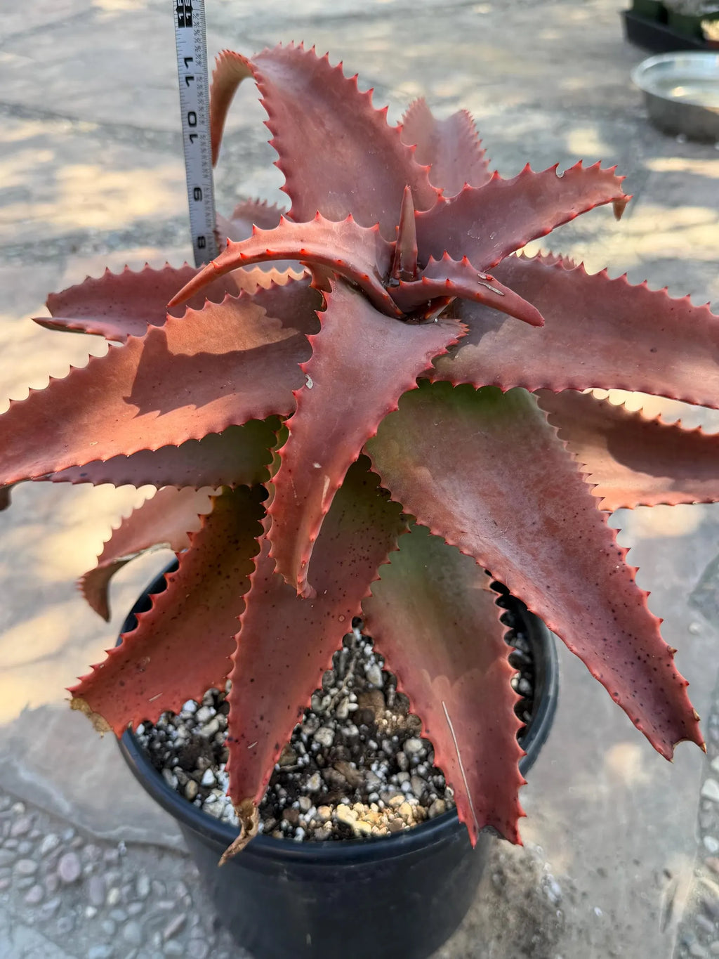 Aloe Elgonica Large | Specimen Succulent Plant | Tree Plant