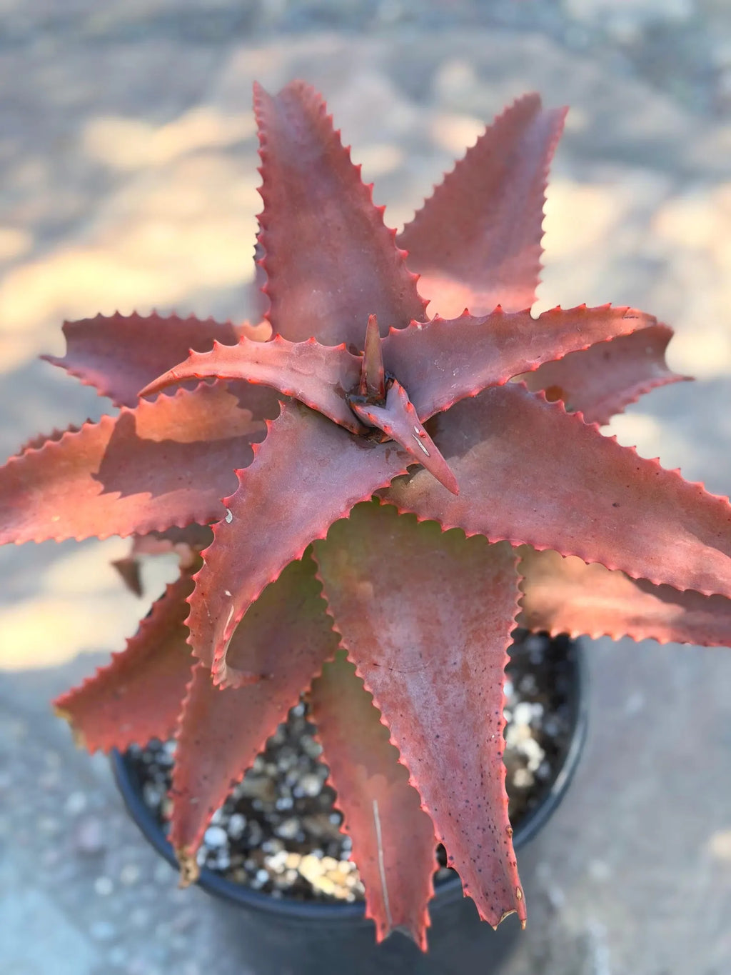 Aloe Elgonica Large | Specimen Succulent Plant | Tree Plant